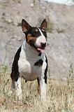 BULL TERRIER 041